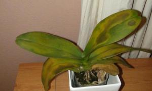 Phalaenopsis-Unterkühlung