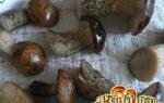 Pilze ernten: Steinpilze und Steinpilze einlegen, einfrieren und trocknen Wie viel im Ofen trocknen