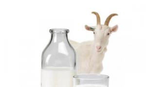 डेयरी उत्पादों और पेट का अल्सर: दूध का लाभ और नुकसान