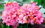 Wie man eine dekorative Rose pflegt: Blumenzucht zu Hause lernen Kalanchoe: häusliche Pflege